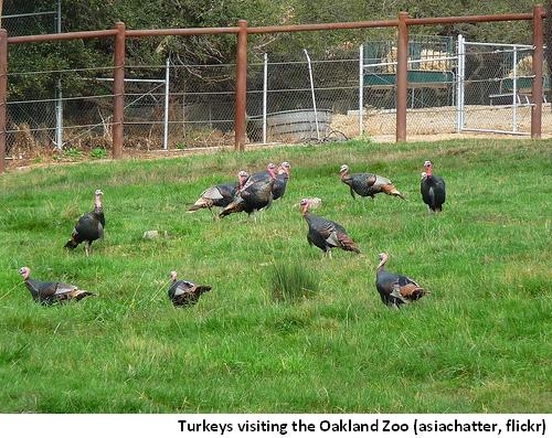 Oakland Turkeys