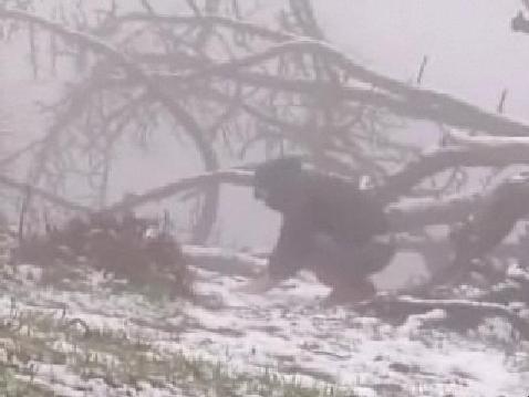 First Toss Gathering Snow First Toss Gathering Snow