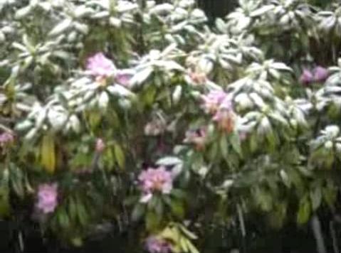 Oakland Hills Snow Bush Oakland Hills Snow Bush