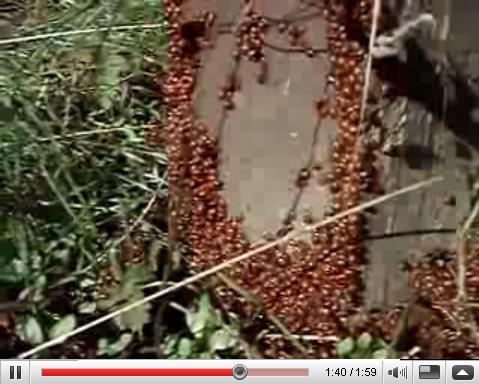 Redwood Park Ladybugs Redwood Park Ladybugs