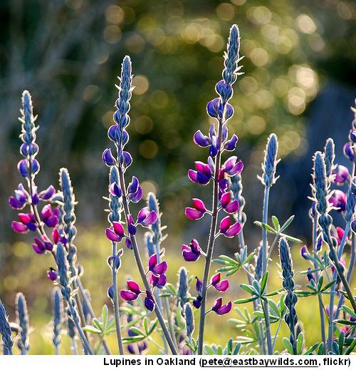 Lupines Oakland