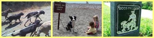 Dogs On Leash