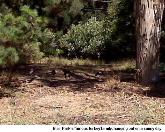 Blair Park's Turkey Family