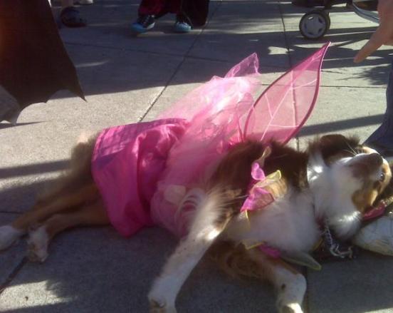 Halloween 2009 - Angelic Dog