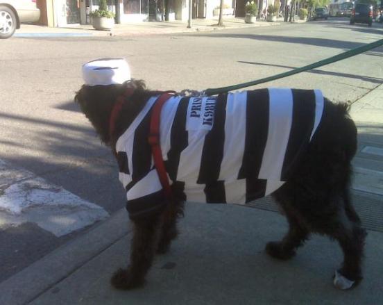 Halloween 2009 - Prison Dog