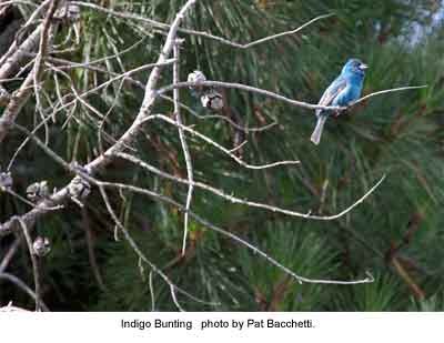 Indigo Bunting (Photo by Pat Bachetti)
